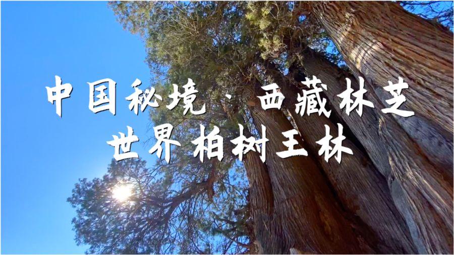 亚当玩高尔夫
